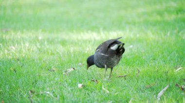Bir bozkır tavuğu yeşil çimlerde yiyecek arıyor. Kuş başını eğiyor ve yeri gagalıyor..
