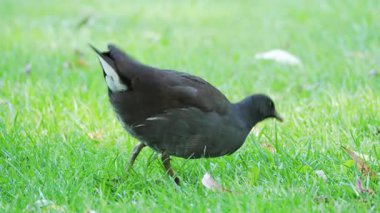 Bir orman tavuğu çimlerle beslenmek için eğilir. Odaklanmış, etkin bir şekilde yeri gagalıyor..