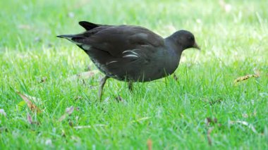 Bir bozkır tavuğu yeşil çimlerde yem arıyor. Yiyecek aramak için ısrarla çimenlerin içine doğru gagalar..