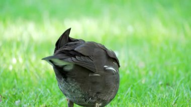 Bir bozkır tavuğu çimenlikte dururken dönüp tüylerini düzeltir. Kuş tüylerini gün ışığında gösterir..