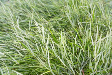 Taze süs çimenleri rüzgarda sallanıyor. Uzun saplar yeşilimsi beyaz tonlarda parlıyor..