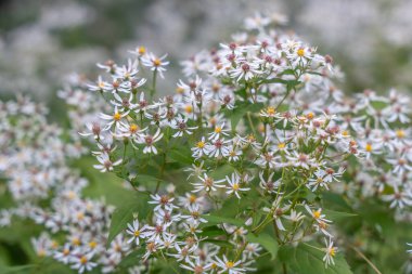 Sarı merkezli birçok küçük beyaz paskalya çiçekleri yoğun bir şekilde çiçek açar. Arka plan çiçeklerden bir halıya karışıyor..