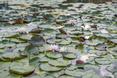 Beyaz ve pembe nilüferler büyük yapraklar arasında yüzerler. Güneş ışığı suya yansıyor..