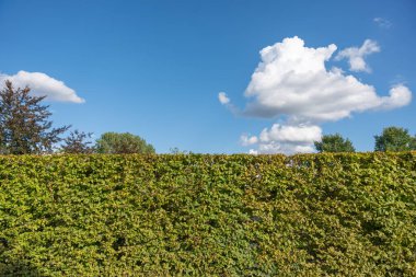 Pofuduk bulutlu, parlak mavi bir gökyüzünün altında yoğun, yeşil bir çit. Yaz doğasının ve bahçe manzaralarının mükemmel bir sembolü..