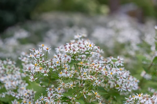 Hassas sarı merkezleri olan beyaz paskalya çiçekleri resmi doldurur. Görüntü derinlik ve genişlik yaratır.