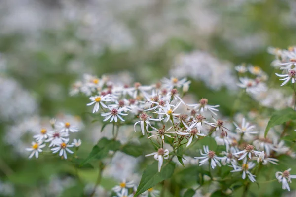 Küçük beyaz paskalya çiçekleri detaylıca açar, bazıları çoktan solmuştur bile. Arka plan bulanık çiçek bolluğunu gösteriyor..