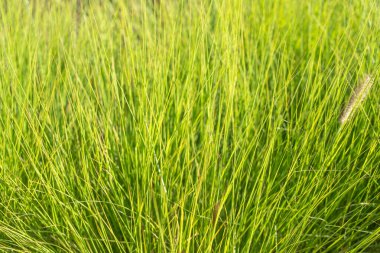 Çeşmenin parlak yeşil yaprakları çerçeveyi dolduruyor. Güneş ışığı çimenlere parlak ve taze bir görünüm verir..