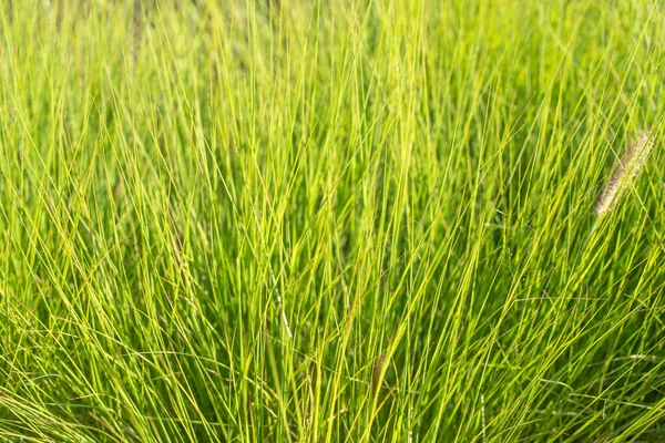 Çeşmenin parlak yeşil yaprakları çerçeveyi dolduruyor. Güneş ışığı çimenlere parlak ve taze bir görünüm verir..
