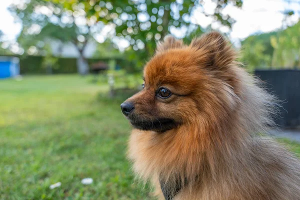 Yumuşak kahverengi bir köpek dikkatlice yan tarafa bakar. Yeşil bahçe arka planı sakin bir açık hava sahnesi yaratır..