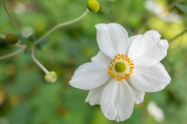 Beş yapraklı tek bir beyaz çiçek ve çevreleyen tomurcuklar arasında yeşil bir merkez açar. Odak bulanık yeşilliğe karşı net detaylarını yakalar.