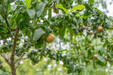 Medlar Mespilus germanica meyvesi yoğun yaprakların arasında olgunlaşır. Resim onun belirgin dokusunu vurgular.
