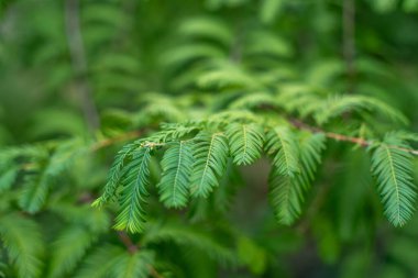 Şafak vakti bir Sekoya Metasequoia Glyptostroboides dalına yakın çekim. Güzel yeşil iğneli. Yumuşak odak arkaplanı hassas yaprakları vurgular.