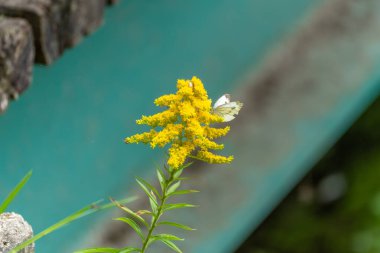 Lahana Beyaz Kelebek Goldenrod Solidago 'da. Beyaz bir kelebek, canlı sarı bir Goldenrod çiçeğinin üzerinde narin bir şekilde yatar. Doğanın ayrıntıları tam çiçeklenme ile yakalanır..