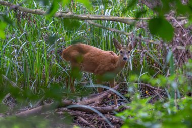 Ormandaki roe geyiği. Bir yumurta geyiği yeşil bir orman açıklığında tetikte bekliyor. Dallarla çevrelenmiş, doğrudan kameraya bakıyor..