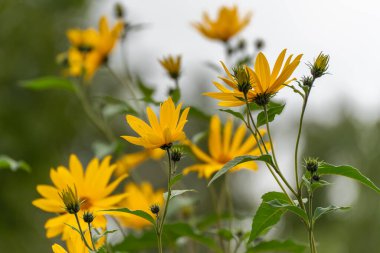 Kudüs enginarı Helianthus tüberosus grubu. Kudüs enginarının birkaç sarı çiçeği Helianthus tüberosus 'un gökyüzüne doğru uzanır. Renk ve hayat dolu doğal bir manzara..