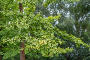 Vantilatör şeklinde yeşil yapraklı Ginkgo biloba ağacı dalı. Ağaç arka plandan açıkça görünüyor..