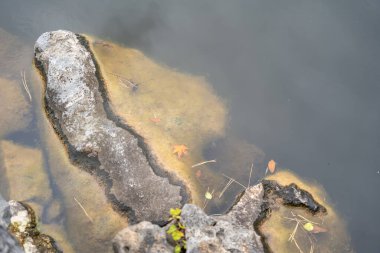 Büyük taşlar su bitkileriyle çevrili bir göletin kenarında yatar. Tek bir kırmızı akçaağaç yaprağı suda yüzer..