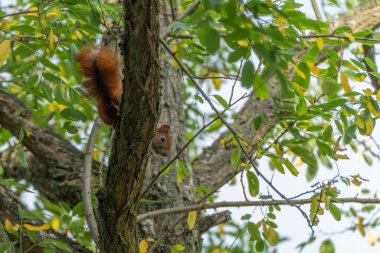 Bir kırmızı sincap ağaç gövdesinden aşağı iniyor, dalların arasından tuhaf bir şekilde bakıyor. Yeşil ve sarı yapraklar canlı sahneyi oluşturur.