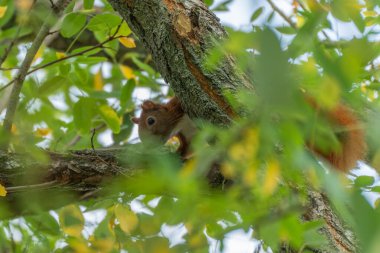 Bir kırmızı sincap ağaç dalının arkasına saklanır, sadece yüzü yaprakların arasında görünür. Güneş ışığı onun ihtiyatlı gözlerini aydınlatır..