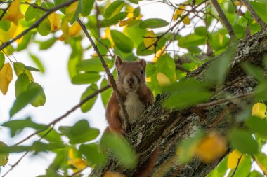 Kalın dallar ve yaprakların arasına gizlenmiş bir sincap dikkatlice gözetliyor. Bakışları sonbahar renklerine karışıyor.