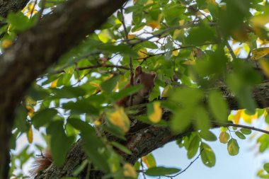 Bir sincap kameraya geniş gözlerle bakar. Yeşil ve sarı yapraklar etrafını sarmış.