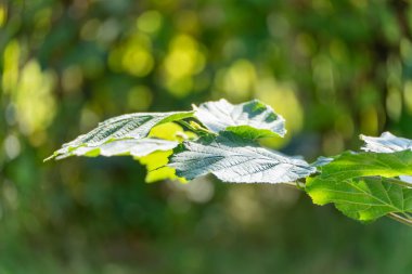 Fındık, Corylus Avellana şubesini terk eder. Bir fındık dalı Corylus avellana 'yı dışa doğru gerer. Güneş ışığı ve Bokeh onların doğal güzelliklerini vurgular..