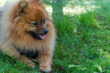 Pomeranya köpeği çimlerin üzerinde yatıyor. Yumuşak tüylü bir Pomeranya köpeği yeşil çimlerde dinlenir. Açık havanın tadını çıkarırken dili dışarı bakar..