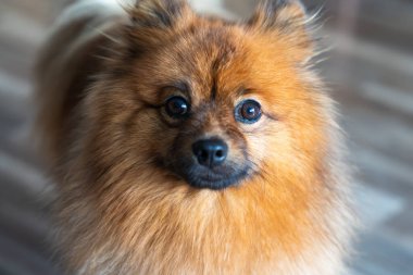 A fluffy brown dog with a thick coat looks directly into the camera with big, curious eyes. The background is softly blurred, highlighting the animal.