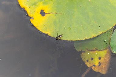 A water strider insect stands on the edge of a green lily pad. Its reflection can be seen on the water s surface.