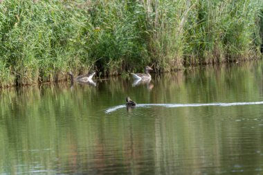 Deniz kenarındaki ördekler ve kazlar. Kazlar kıyıda dinlenirken bir ördek gölde yüzer. Çimenler suya yansır..