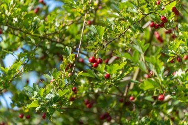 Parlak kırmızı dikenli meyveler güneş ışığında taze yeşil yaprakların arasında asılı duruyor. Yazın sonlarına doğru canlı bir sahne..