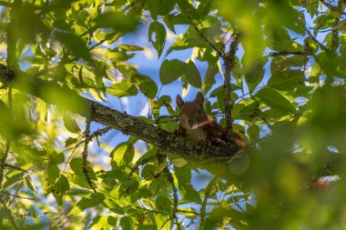 Bir kırmızı sincap ağaç dalında dinleniyor, yaprakların arasından bakıyor. Güneş ışığı yeşil gölgelikten süzülür.