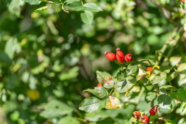 Kırmızı gül kalçaları yeşil yaprakların arasında büyür, mevsimlerin değiştiğini gösterir. Vahşi güllerin klasik sonbahar meyvesi..