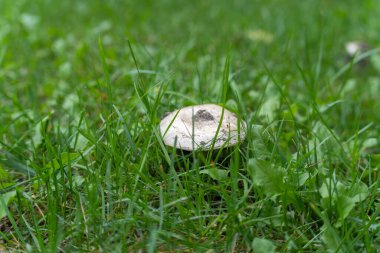 Çimenlerin üzerinde toprak olan bir mantar kapağı ortaya çıkar. Beyaz yüzeyi taze yeşillikle çelişiyor..