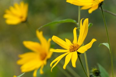Canlı sarı bir çiçek ayrıntılı olarak çiçek açar. Merkezi diski ve yaprakları güneş ışığında ışıl ışıl parlar..