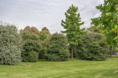 Yuvarlak yeşil çalıları ve uzun ağaçları olan yemyeşil bir bahçe. Kesilmiş çimenler huzurlu bir park manzarası yaratır..