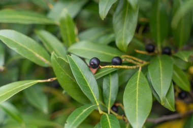 Çilekli Cherry Laurel. Siyah böğürtlenli yeşil kiraz defne yapraklarının yakın çekimi. Doğal ayrıntılar keskin ve canlı..
