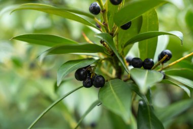 Kiraz Laurel Böğürtlen Kümesi. Kiraz yaprakları üzerinde olgun böğürtlen kümeleri. Parlak yapraklar sahnenin doğal zenginliğini arttırır..
