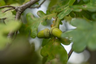 Dalda meşe palamudu. İki taze yeşil meşe palamudu yaprakların arasında bir meşe dalında yetişir. Yakın plan doğal büyümenin detaylarını yakalar..
