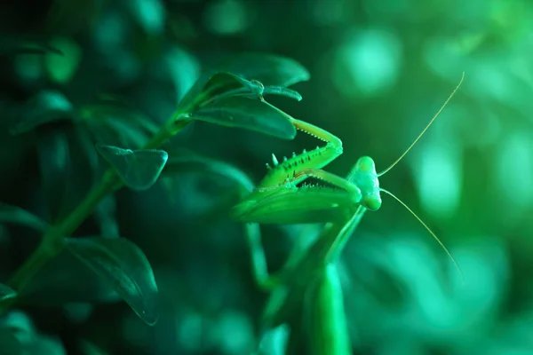European Mantis or Praying Mantis, Mantis religiosa, on a green leafs