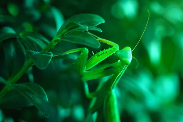 European Mantis or Praying Mantis, Mantis religiosa, on a green leafs