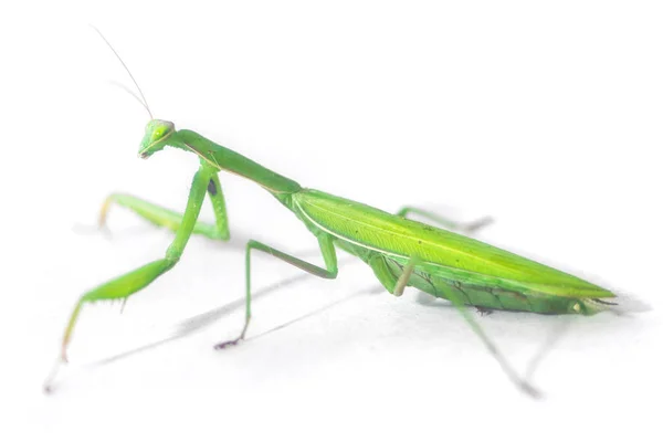 European Mantis or Praying Mantis, Mantis religiosa, on isolated white background