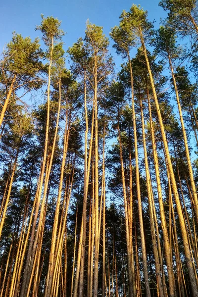 very tall trees in the forest with blue sky