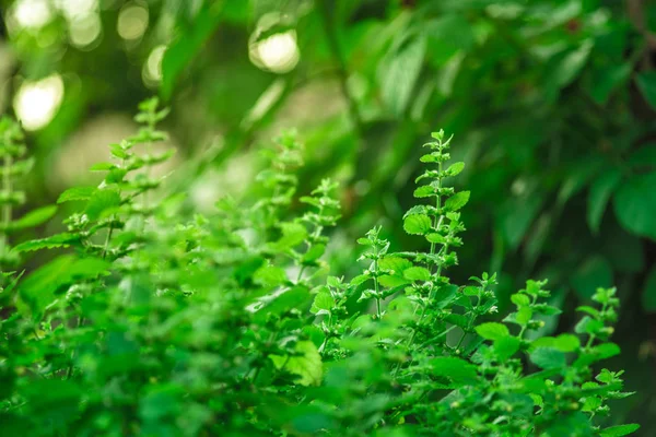 green leaves of mint on green background