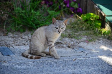 Street yalnız gri kedi