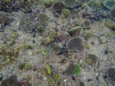 Denizaltı yaratıkları, görünümü kapatın 