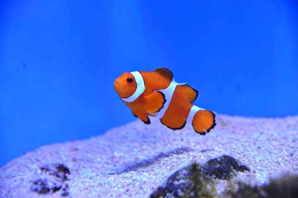 Mooie Heldere Vissen Onderwater — Stockfoto
