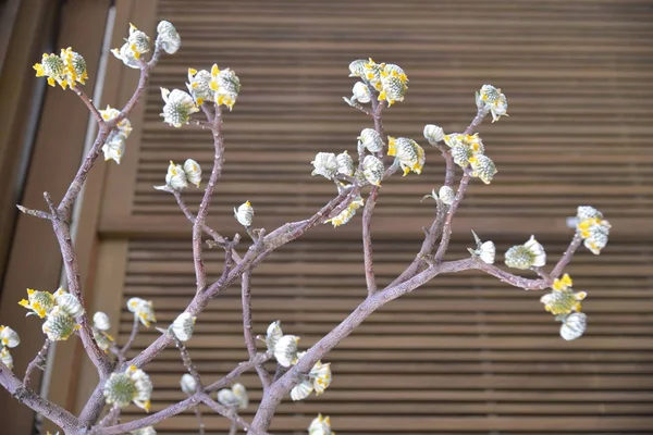 Tree branch with flowers on wooden background