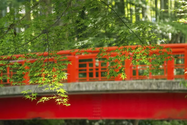 Červený Most Mezi Stromy — Stock fotografie