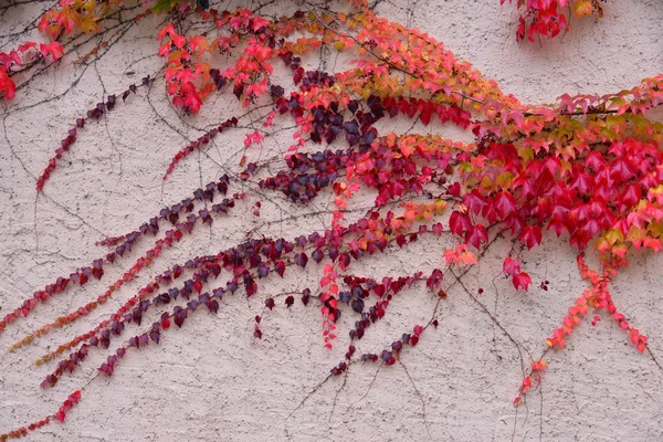 Viña Roja Trepando Por Pared Durnstein Viena Austria — Foto de Stock